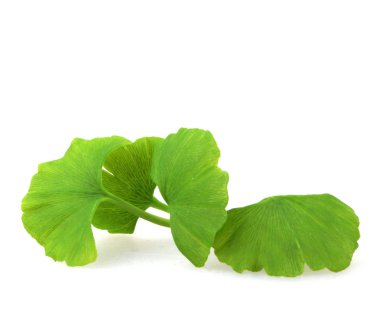 beyaz zemin üzerinde Ginkgo yaprağı