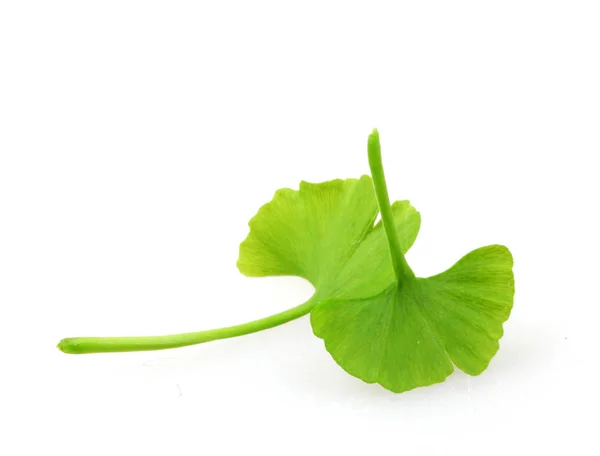 Ginkgo leaf op witte achtergrond — Stockfoto