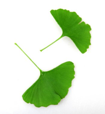 Beyaz arkaplanda Ginkgo biloba