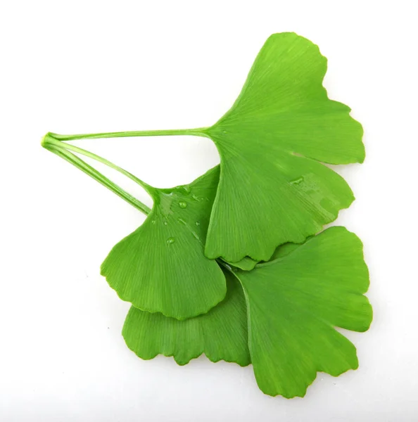 Ginkgo Biloba Fundo Branco — Fotografia de Stock