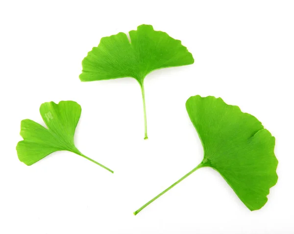 Ginkgo Biloba Fundo Branco — Fotografia de Stock