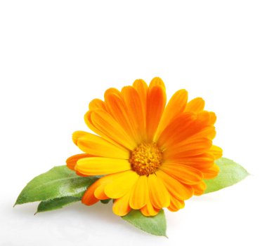 Marigold - Calendula officinalis - color image clipart