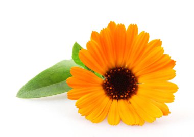 Beyaz arka planda güzel açan sarı kadife çiçeği. Calendula Officinalis