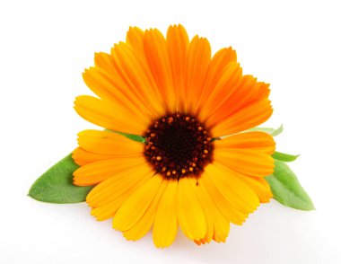 Beyaz arka planda güzel açan sarı kadife çiçeği. Calendula Officinalis