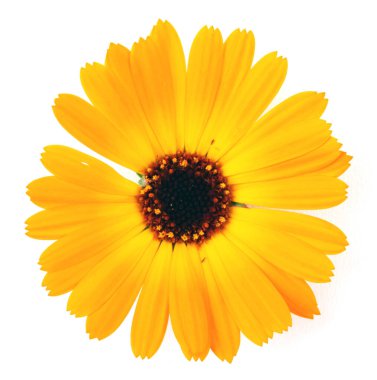 Beyaz arka planda güzel açan sarı kadife çiçeği. Calendula Officinalis