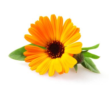 Beyaz arka planda güzel açan sarı kadife çiçeği. Calendula Officinalis
