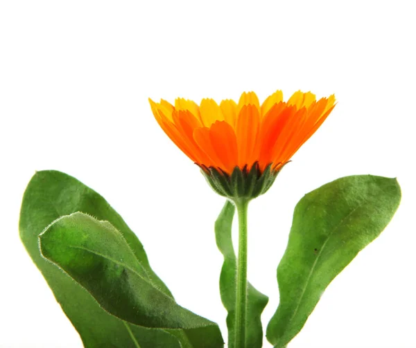 Gyönyörű Virágzó Sárga Marigold Fehér Háttérrel Calendula Officinalis Faj — Stock Fotó