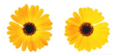 Beyaz arka planda güzel açan sarı kadife çiçeği. Calendula Officinalis