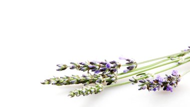 Beyaz Arkaplan Karşısında Lavanta Çiçeğinin Yakın Çekimi