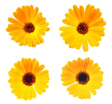 Beyaz arka planda güzel açan sarı kadife çiçeği. Calendula Officinalis