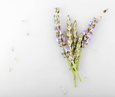 Beyaz Arkaplan Karşısında Lavanta Çiçeğinin Yakın Çekimi