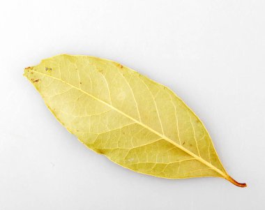 Beyaz arka planda kuru defne yaprağı. Laurus nobilis.