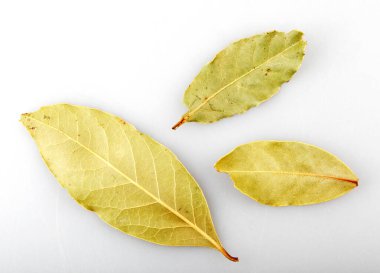 Beyaz arka planda kuru defne yaprağı. Laurus nobilis.