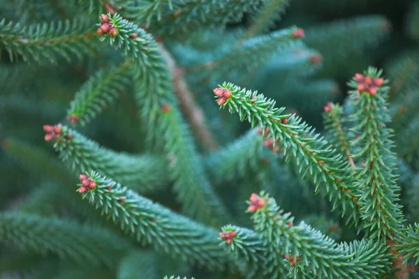 Close Van Achtergrond Van Fir Branch — Stockfoto