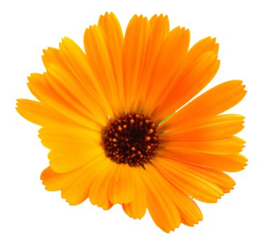 Beyaz arka planda güzel açan sarı kadife çiçeği. Calendula Officinalis