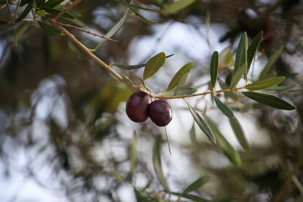 Close Olive Fruit Olive Grove — Stock Photo, Image