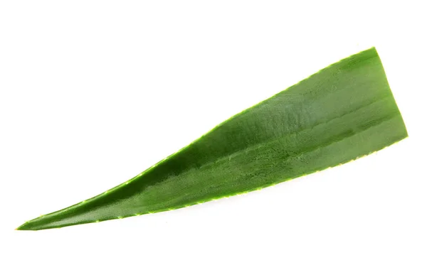 Aloe Vera Latar Belakang Putih — Stok Foto