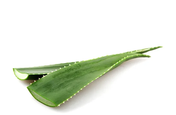 Aloe Vera Bílém Pozadí — Stock fotografie