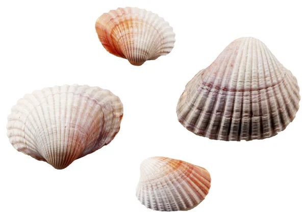 Close Sea Shells White Background — Stock Photo, Image