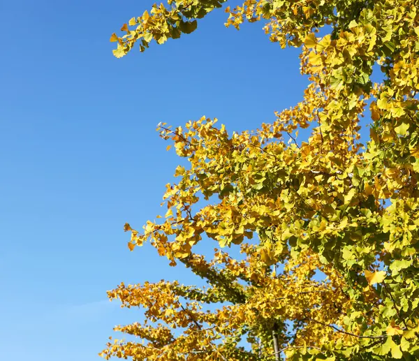 Close Autumn Ginkgo Leaves — ストック写真