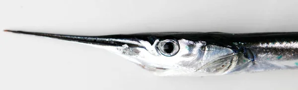 Frischer Roher Nadelfisch Vor Weißem Hintergrund — Stockfoto