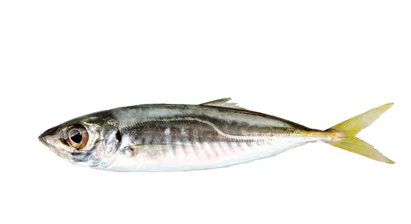 Detailní Záběr Atlantického Koně Makrela Obecná Ryby Izolované Bílém Pozadí — Stock fotografie