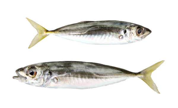 Närbild Atlantic Horse Mackerel Fish Isolerad Vit Bakgrund — Stockfoto