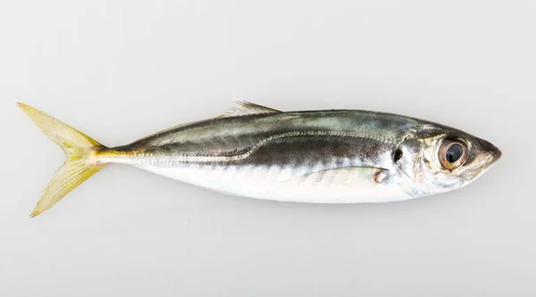 Närbild Atlantic Horse Mackerel Fish Isolerad Vit Bakgrund — Stockfoto