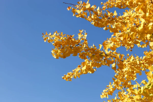 Close Autumn Ginkgo Leaves — ストック写真