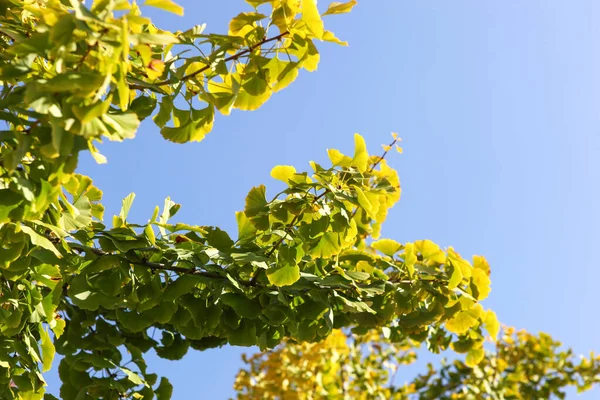 Nahaufnahme Von Herbst Ginkgo Blättern — Stockfoto