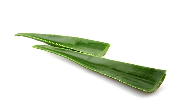 Daun Vera Aloe Pada Latar Belakang Putih — Stok Foto