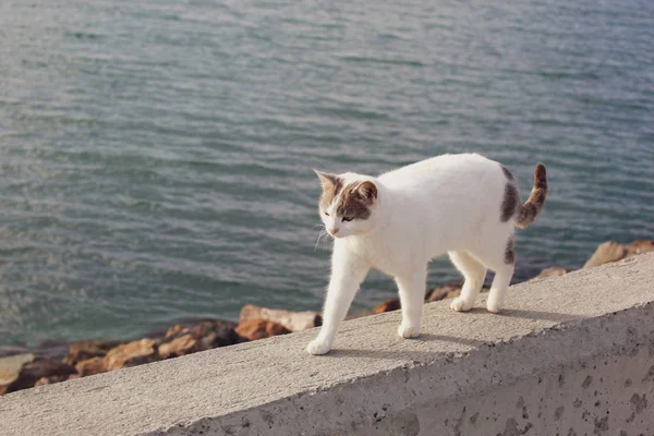 Schöne Katze Strand Spazieren — Stockfoto