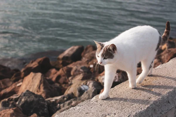 Schöne Katze Strand Spazieren — Stockfoto