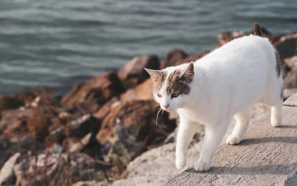Güzel Kedi Sahilde Yürüyor — Stok fotoğraf