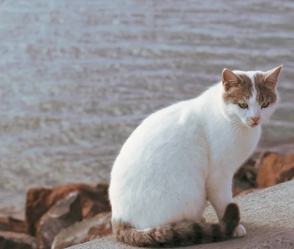 Härlig Kattvandring Stranden — Stockfoto