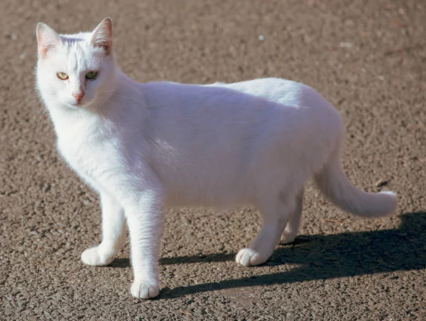 Precioso Gato Caminando Playa —  Fotos de Stock