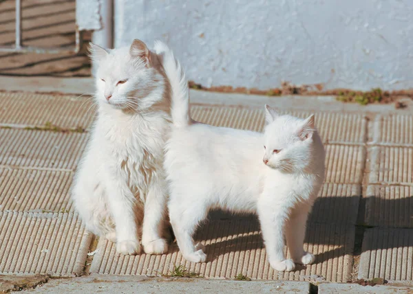 Güzel Kedi Sahilde Yürüyor — Stok fotoğraf