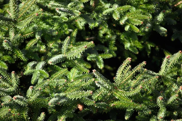 Close Pine Tree Background — Stock Photo, Image