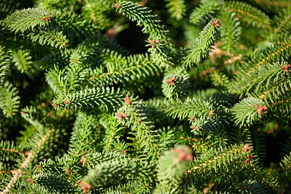 Close Van Dennenbomen Achtergrond — Stockfoto