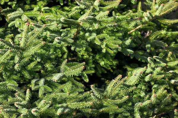 Close Van Dennenbomen Achtergrond — Stockfoto