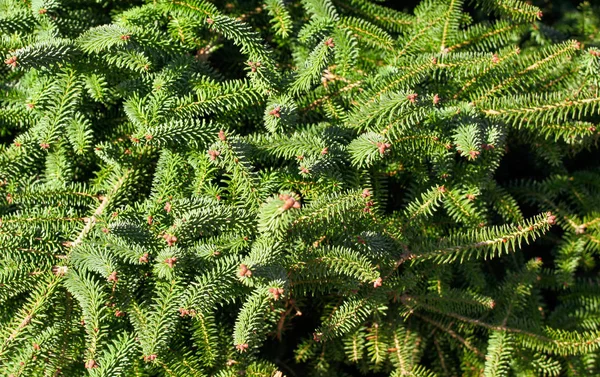 Close Van Dennenbomen Achtergrond — Stockfoto