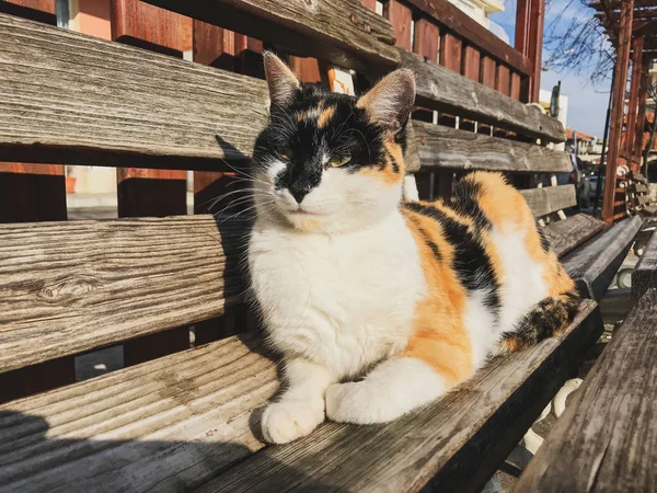 Schöne Katze Auf Der Promenade — Stockfoto