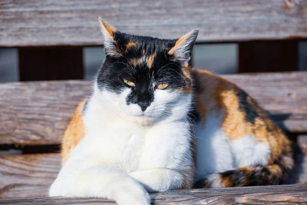 Renkli Kedi Şehir Bankında Dinleniyor — Stok fotoğraf