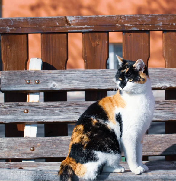 Colorido Gato Descansa Banco Ciudad — Foto de Stock