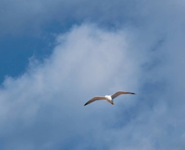 Avrupa ringa martısı (Larus argentatus)