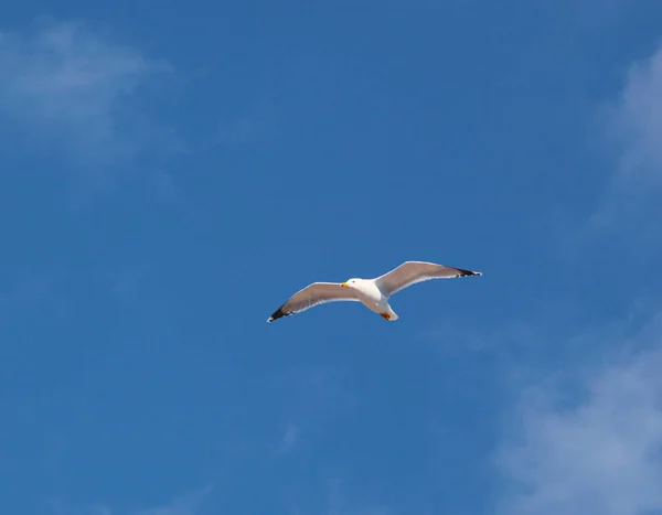 Europese Zilvermeeuw Larus Argentatus — Stockfoto