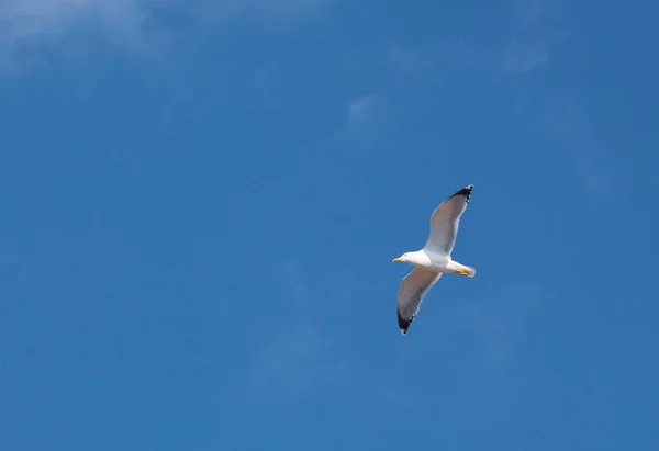 European Herring Gull Larus Argentatus — Stock Photo, Image