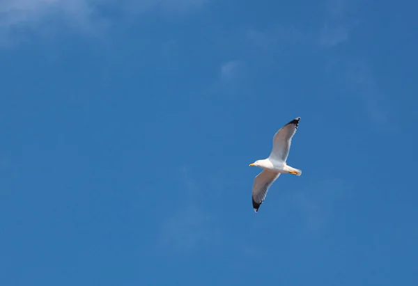 Європейський Оселедець Larus Argentatus — стокове фото