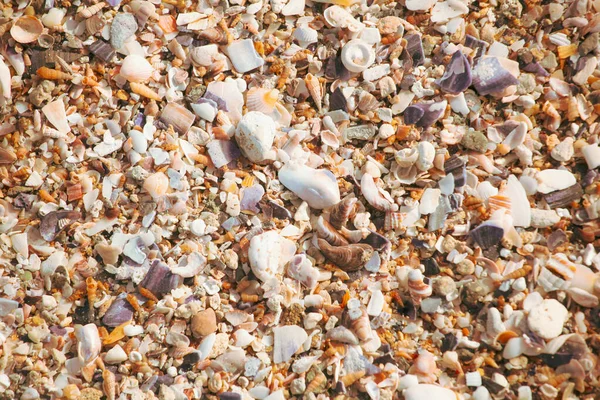 Image Seashells Beach — Stock Photo, Image