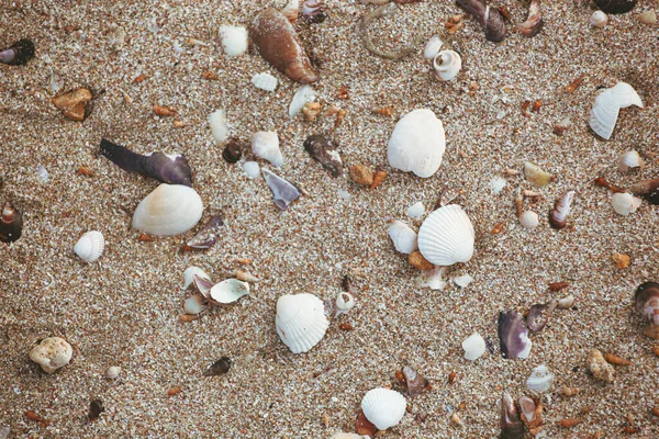 Image Seashells Beach — Stock Photo, Image